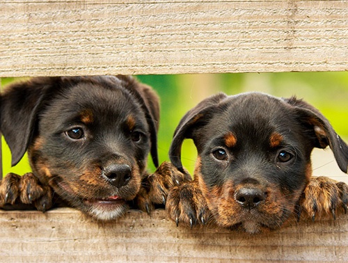 Curso de cachorros